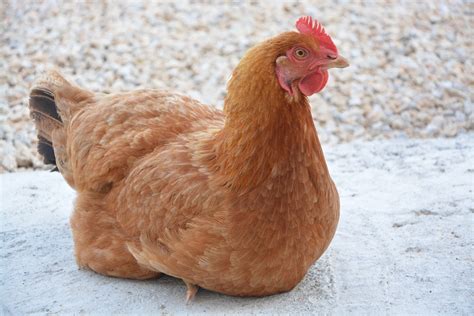 Comet chicken - Jan 28, 2019 · Jersey Giant chickens are 13+ pounds. 3-4 eggs per week. slow to mature. The Jersey Giant is an American breed originating in New Jersey around the year 1880. Jersey Giant is a large, very large chicken with roosters weighing 13 pounds normally with caponized roosters (capon means neutered) getting upwards of 20 pounds.